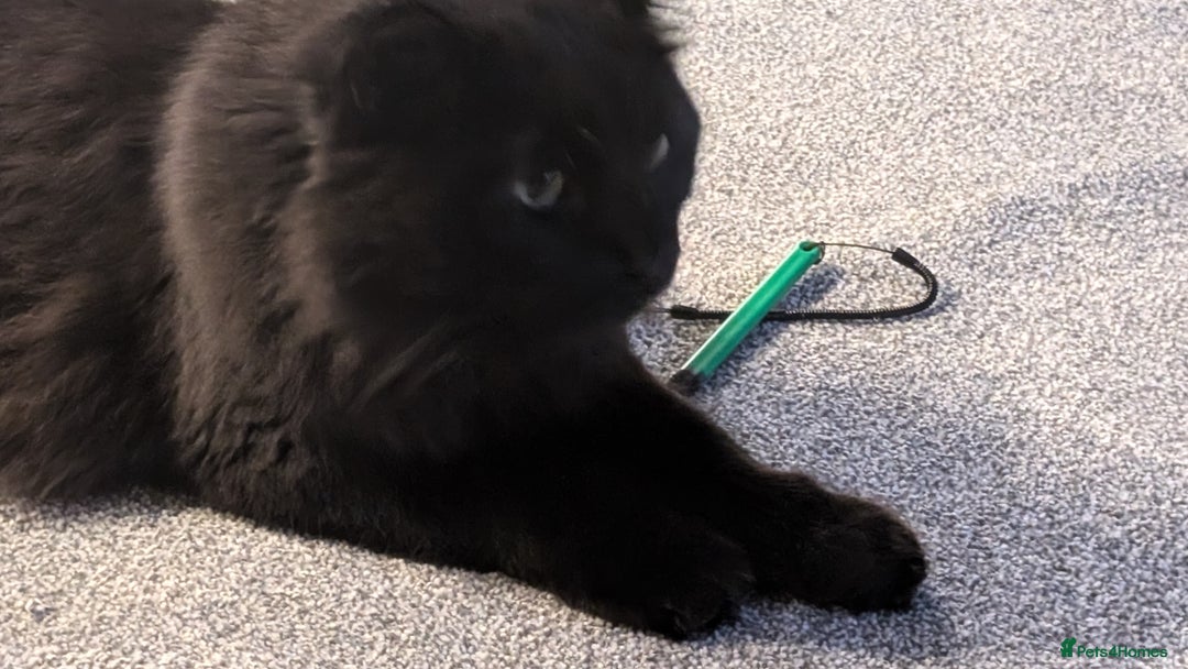 British Longhair cats for sale: Black brown long haired cat - Image 6