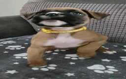 Boxer dogs for sale: Kc Boxer Puppies - Image 20