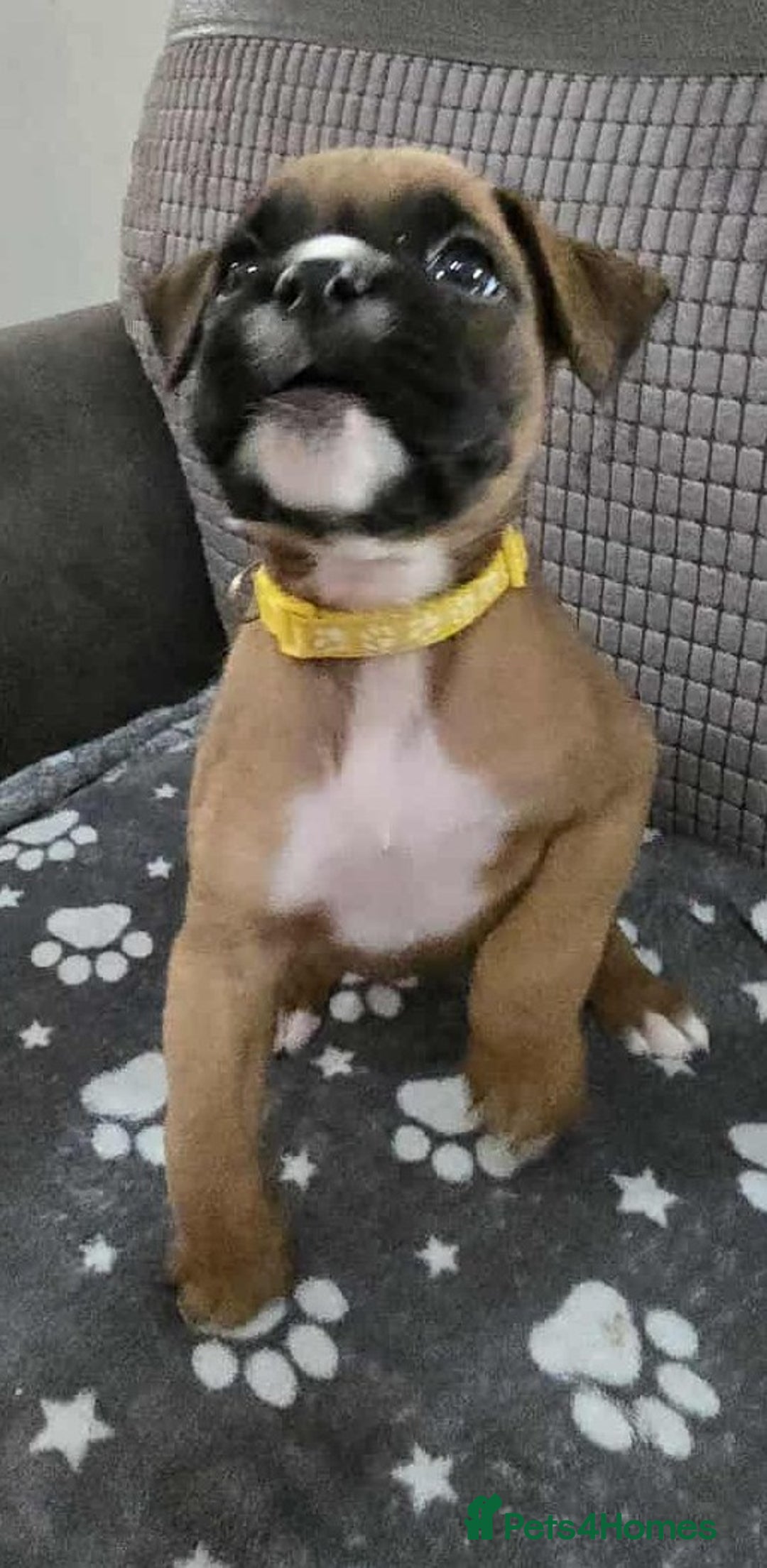 Boxer dogs for sale: Kc Boxer Puppies - Image 20