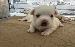 Mixed Breed dogs for sale: French bulldog cross with a Pomeranian  - Image 2