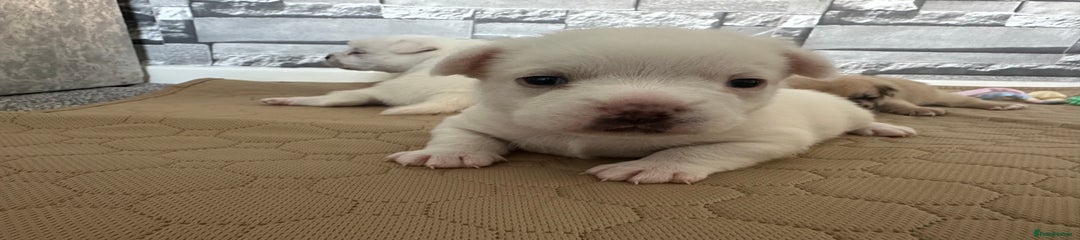 Mixed Breed Puppy 2