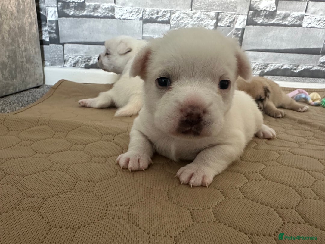Mixed Breed dogs for sale: French bulldog cross with a Pomeranian  - Image 2