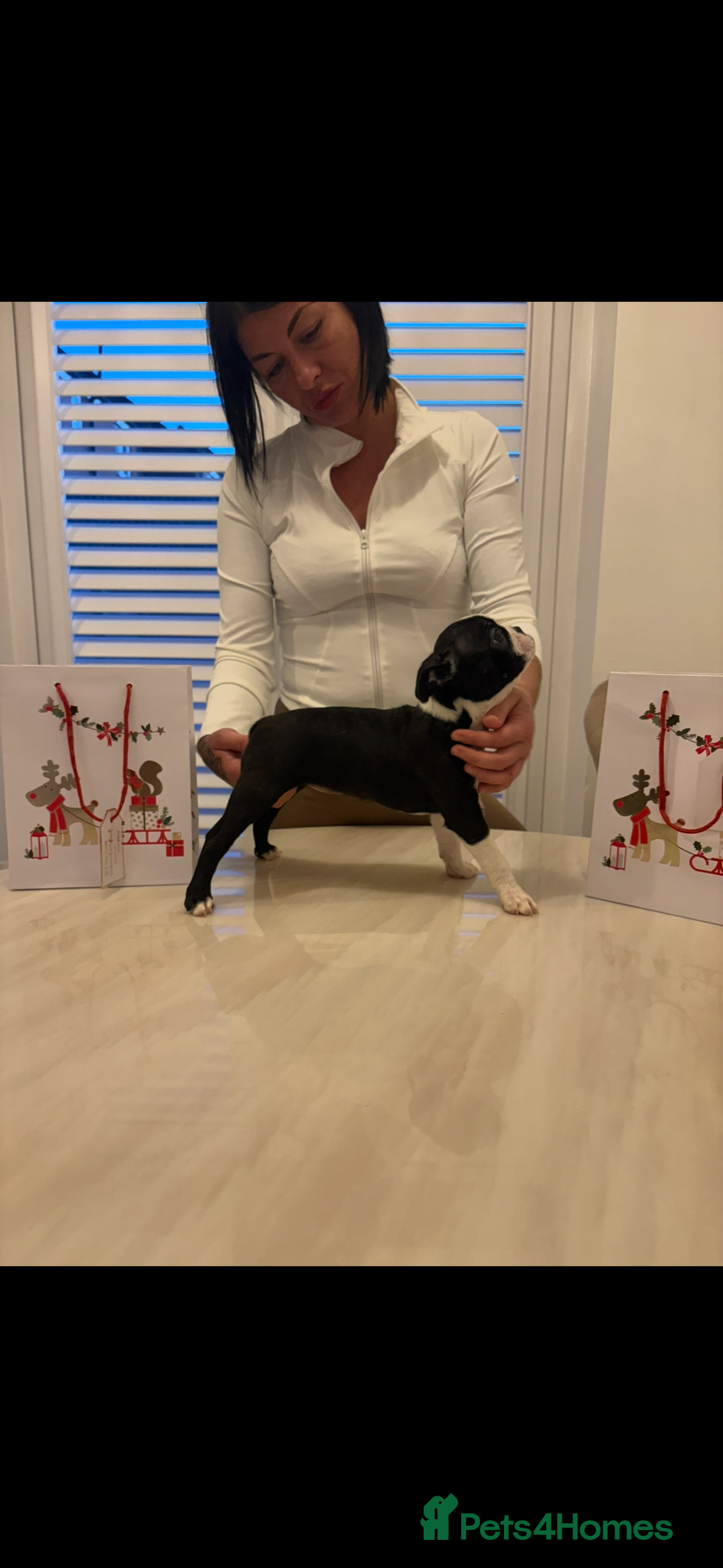 Boston Terrier dogs for sale: My last girl Boston terrier. Brindle and white  - Advert 3