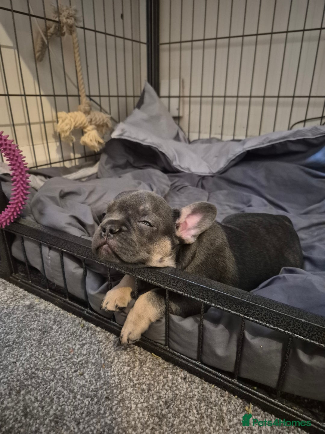 French Bulldog dogs for sale: Beautiful blue tan female french bulldog  - Image 5