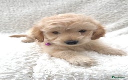 Cockapoo dogs for sale: Stunning cockapoo’s  - Image 9