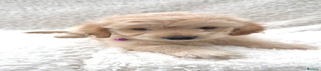 Cockapoo Puppy 5