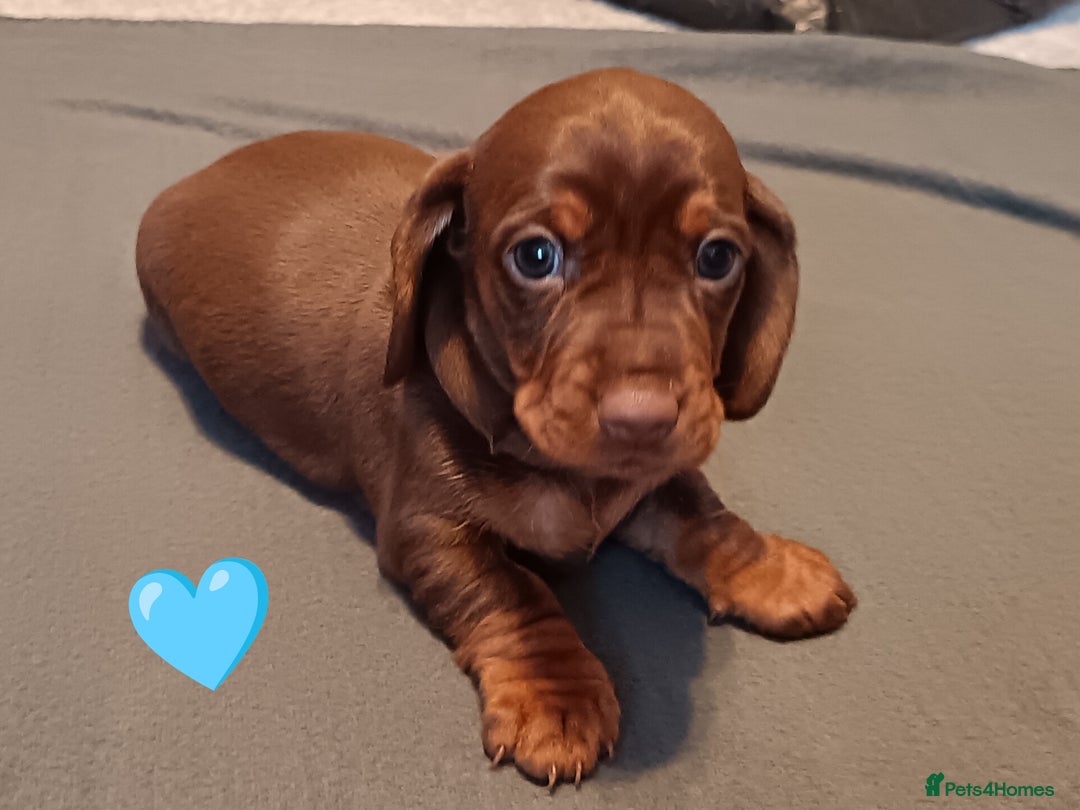 Miniature Dachshund dogs for sale: 2 Beautiful Mini Dachshunds Boys🩵💚 - Image 4