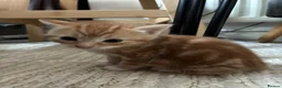 Bengal cats for sale: 5 beautiful mixed Bengal and Russian Angora. - Advert 5