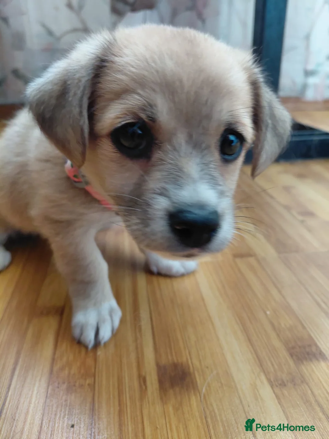 Mixed Breed dogs for adoption: 🌸Little HARA🌸- gentle, grateful and full of love - Advert 31