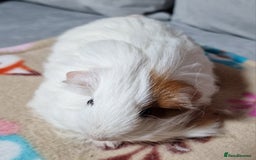 Guinea Pig rodents for sale: Two Stunning Sheltie Sows - Image 6