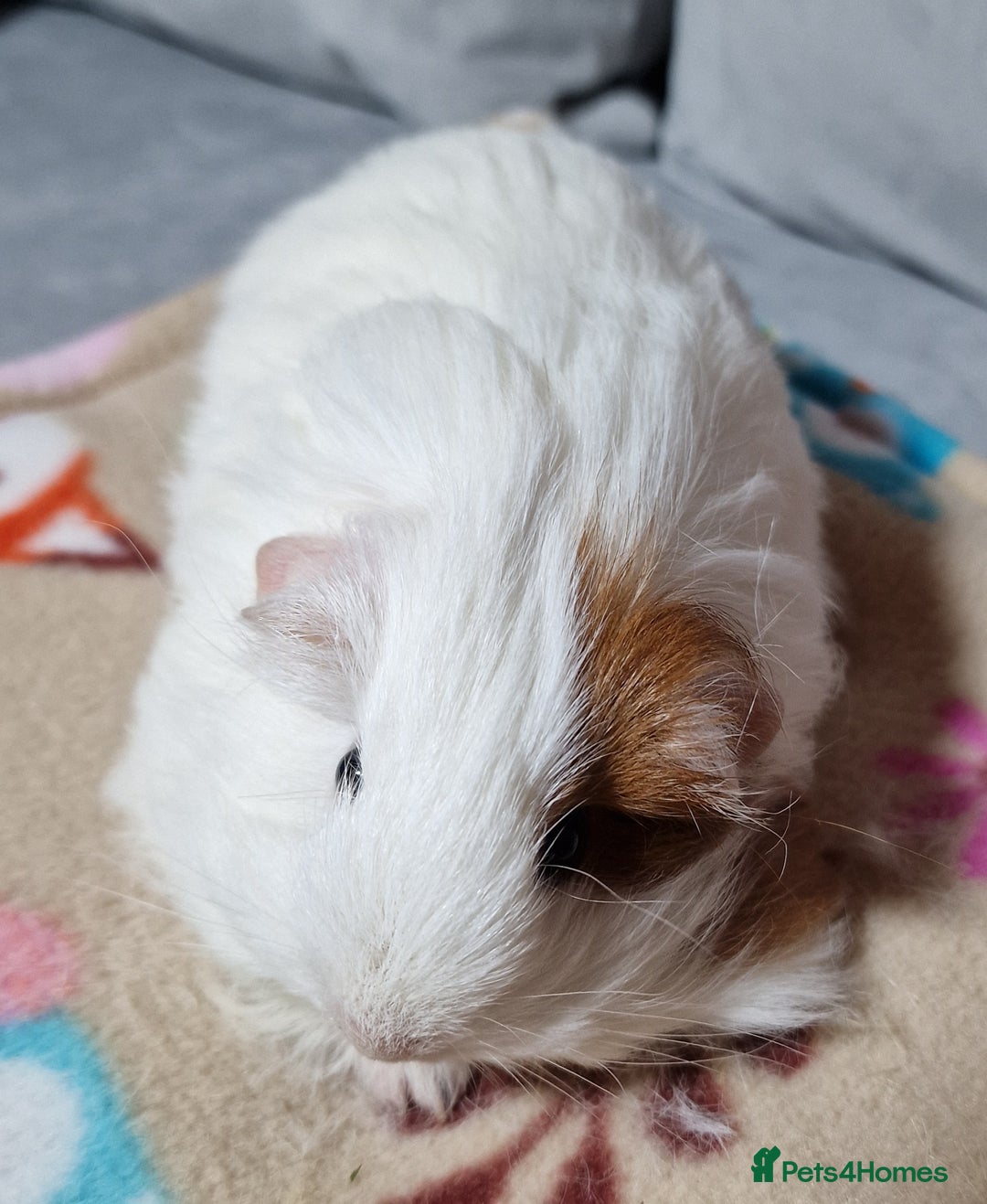 Guinea Pig rodents for sale: Two Stunning Sheltie Sows - Image 6