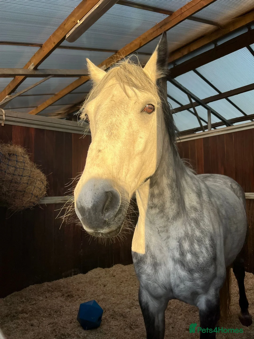 Connemara horses for sale: Project/Sold from a field  - Advert 2