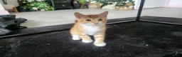 Mixed Breed cats for sale: 3 beautiful kittens ready for forever homes in Swansea - Advert 3