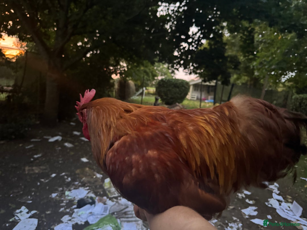 Chickens poultry for sale: Flock of Chickens - Image 9