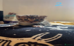 Maine Coon cats for sale: 1 GIRL / 5 BOYS - Image 14