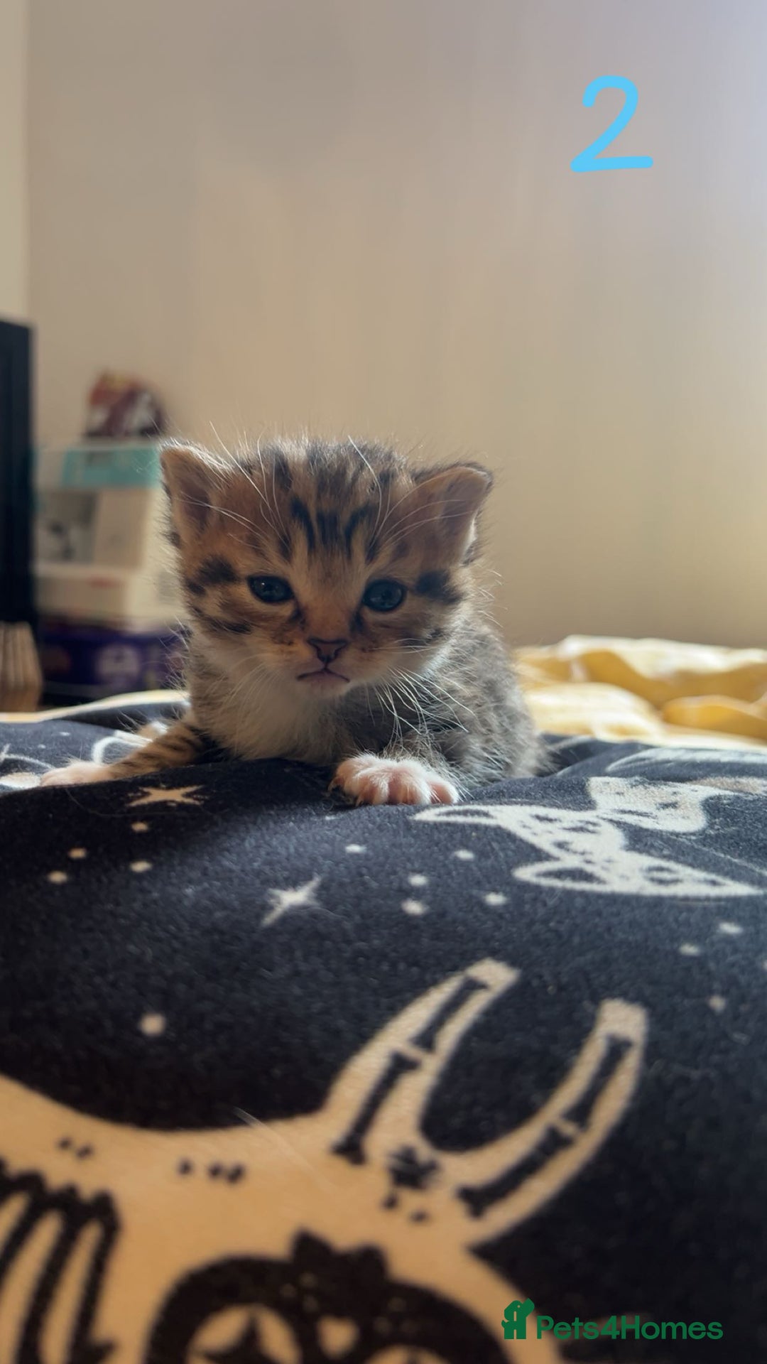 Maine Coon cats for sale: 1 GIRL / 5 BOYS - Image 14