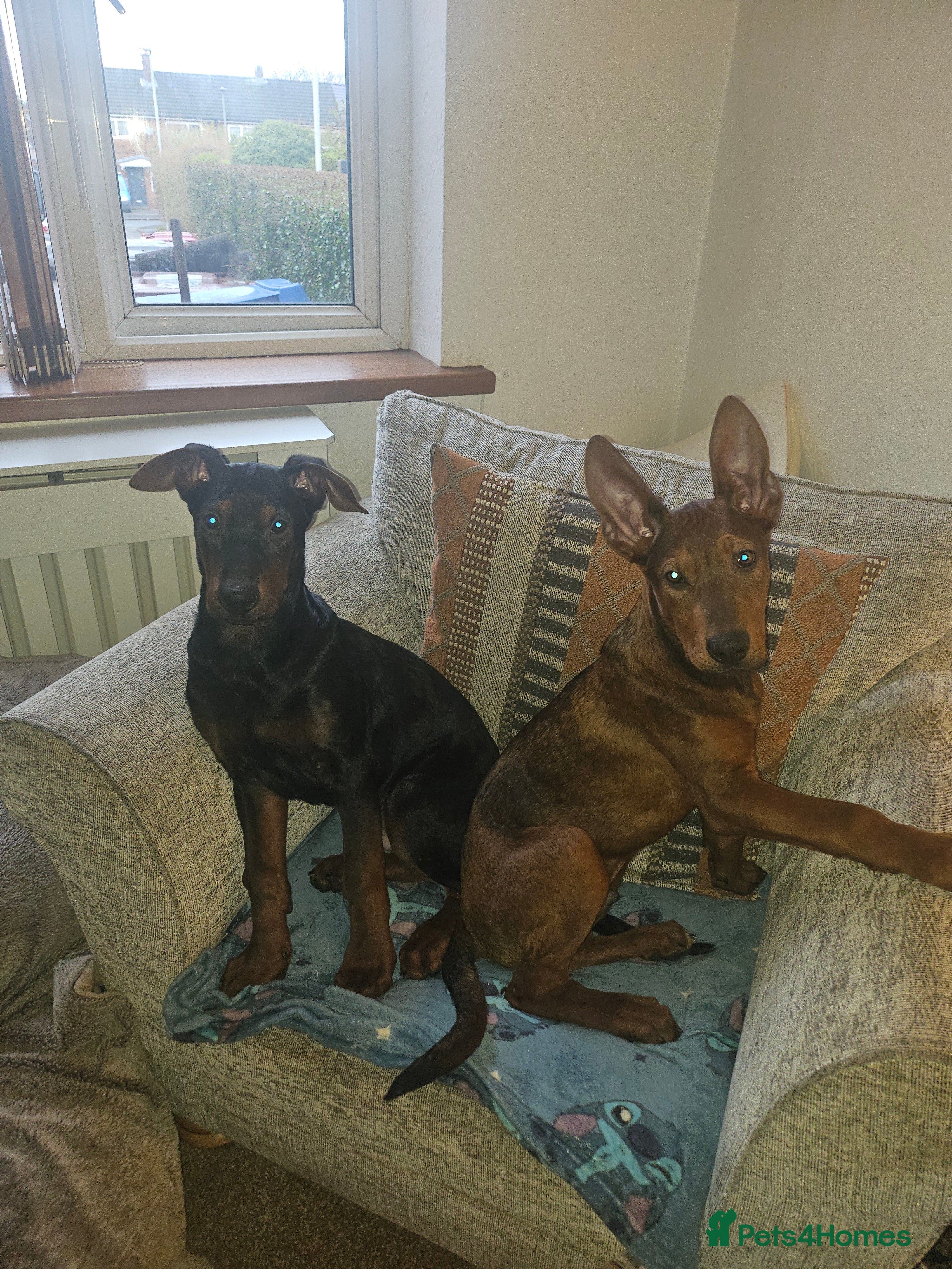 Chinese Red Dog dogs Chinese red dogs  - Advert 4