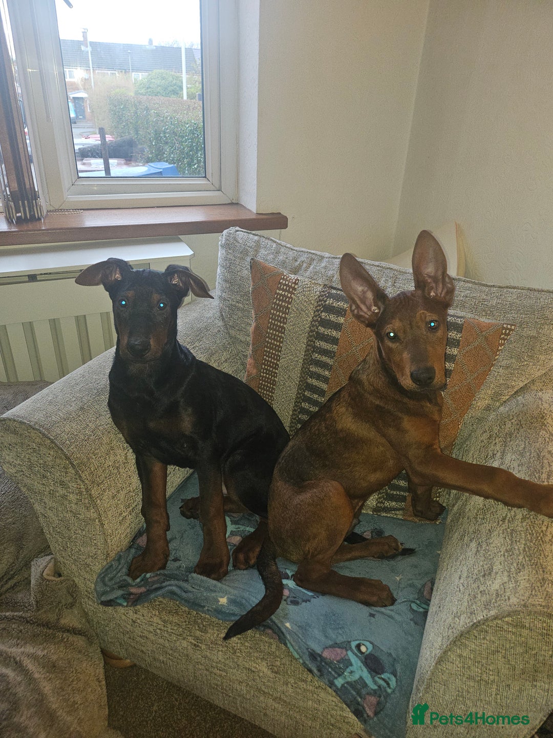 Chinese Red Dog dogs for sale: Chinese red dogs  - Advert 1