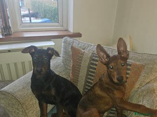 Chinese Red Dog dogs Chinese red dogs - Advert 4