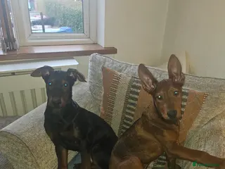 Chinese Red Dog dogs Chinese red dogs - Advert 2