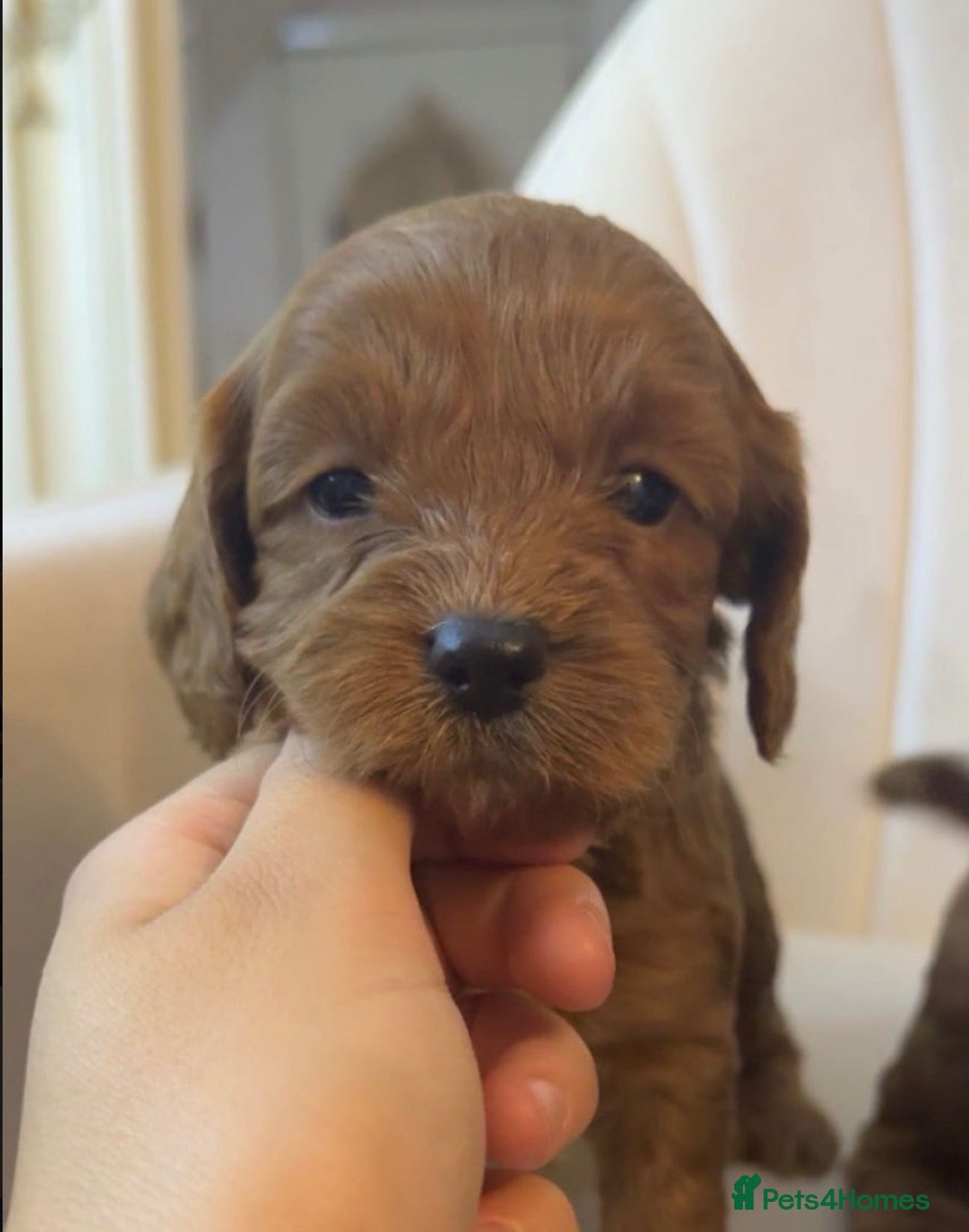 Cavapoo dogs Cavapoo pups - Advert 15