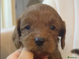 Cavapoo dogs Cavapoo pups - Advert 1