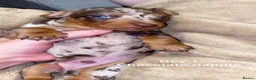 Miniature Dachshund dogs for sale: Miniature dachshund puppies  - Advert 6