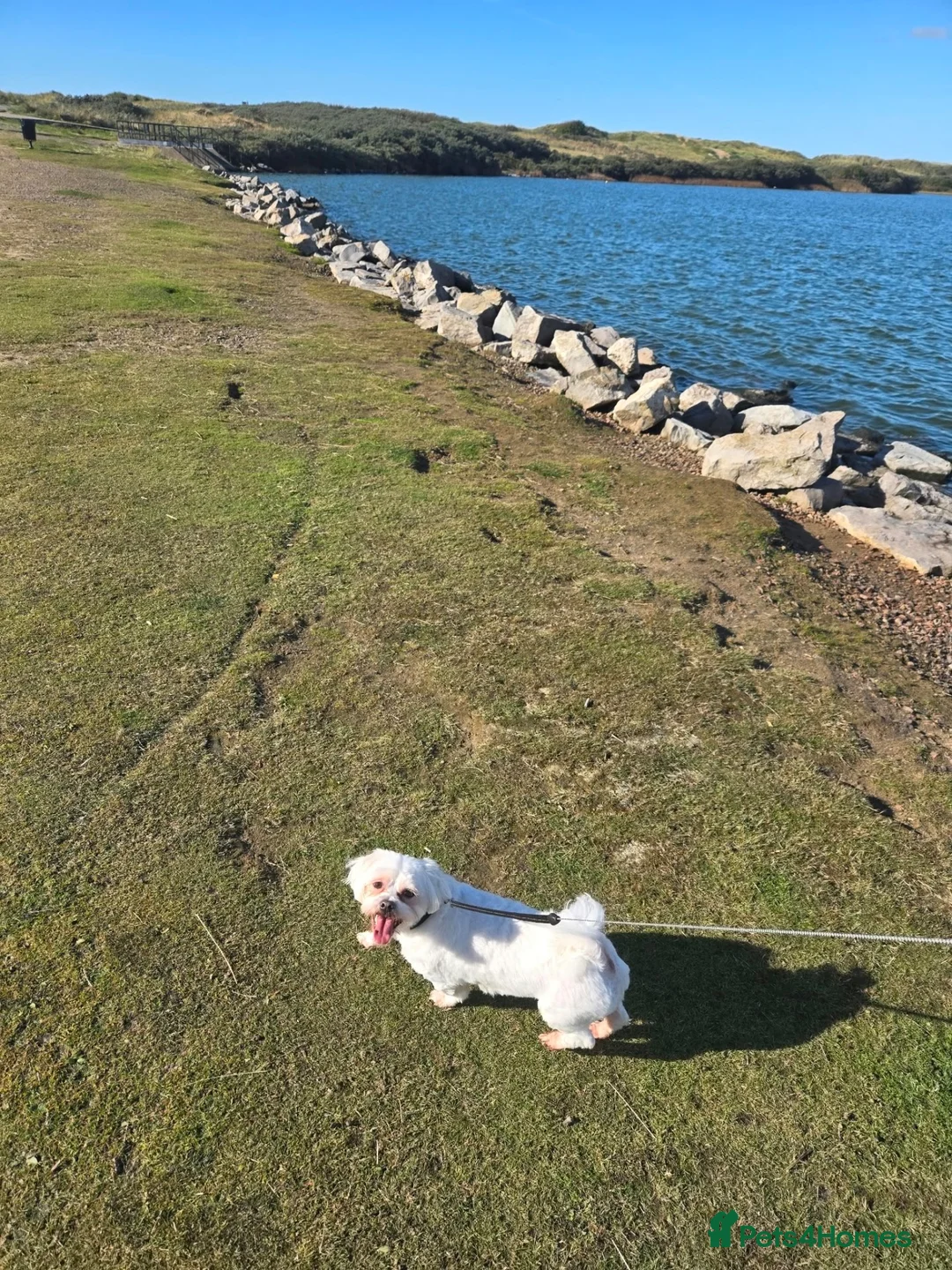 Maltese dogs for sale: For adoption  in Liverpool - Advert 1