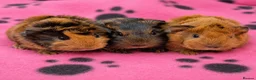 Guinea Pig rodents for sale: Gorgeous boars- All rehomed now - Advert 1