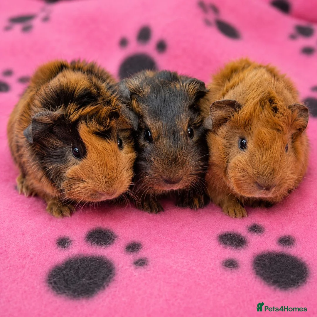 Guinea Pig rodents for sale: Gorgeous boars- All rehomed now - Advert 1
