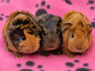 Guinea Pig rodents Gorgeous boars avaiable - Advert 7
