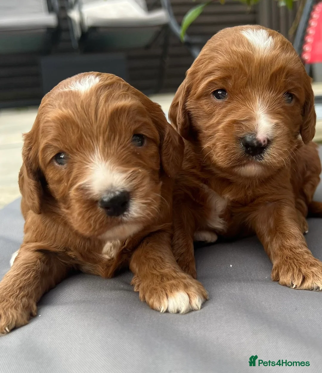 Toy Poodle dogs for stud: Health tested toy poodle for stud only  in Wisbech - Advert 9