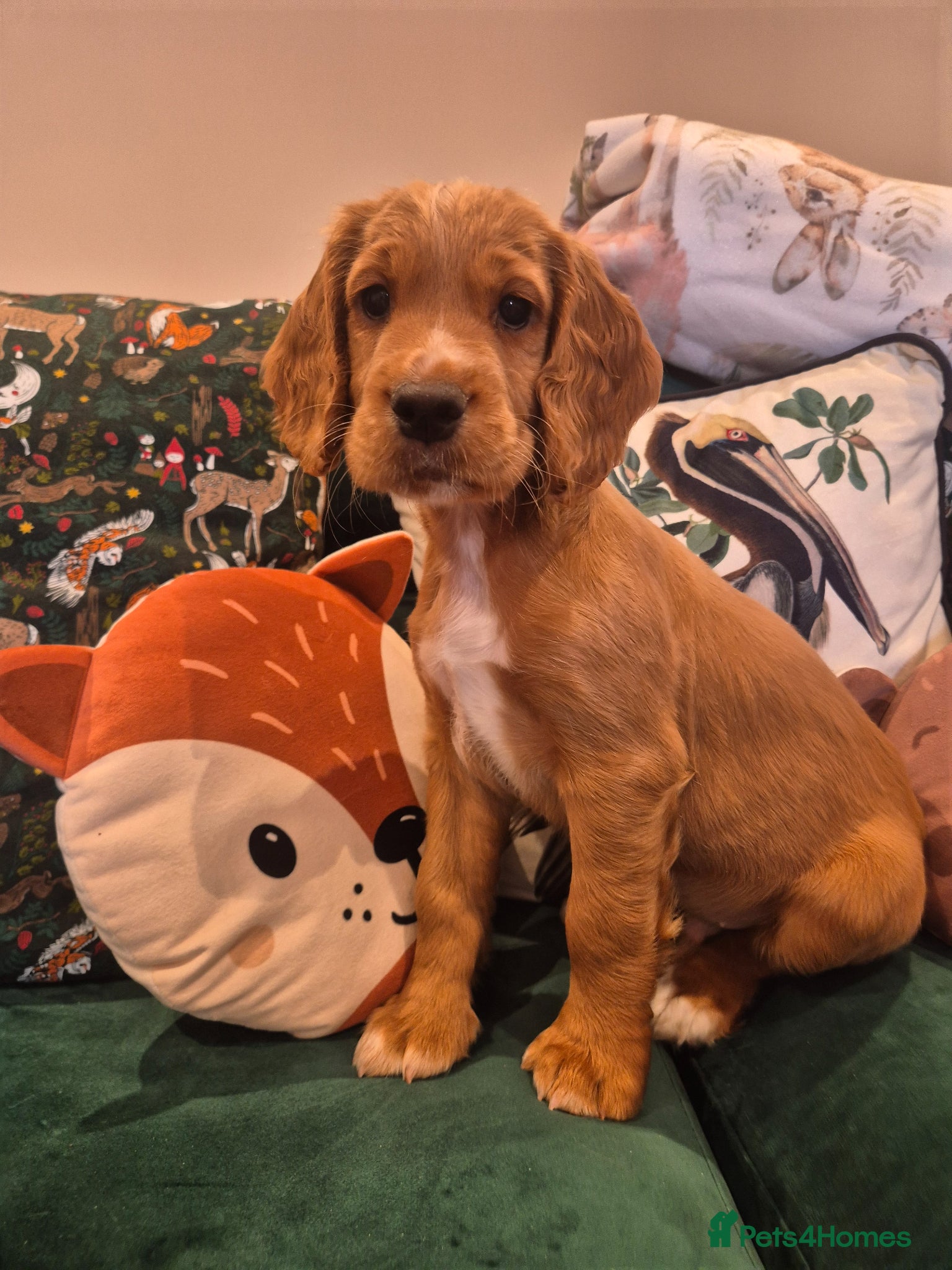 Cocker Spaniel dogs Kc registered working cocker puppies - Advert 1