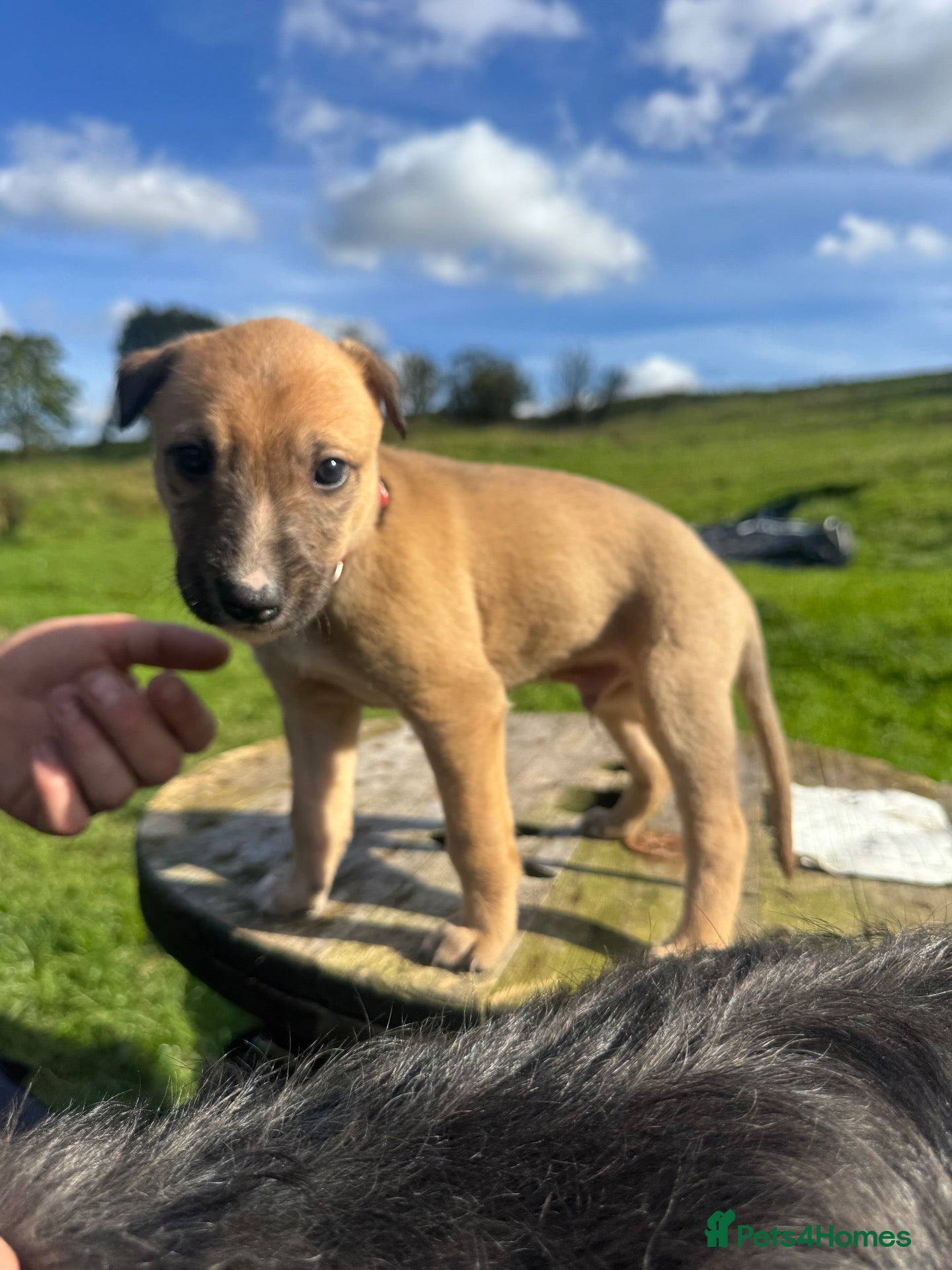 Lurcher dogs Beautiful Lurchers puppies  - Advert 1