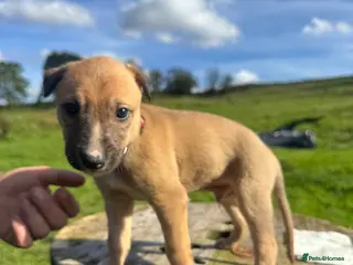 Lurcher dogs Beautiful Lurchers puppies - Advert 1