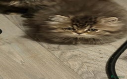 Persian cats for sale: Luxury Persian Kittens -  - Image 9