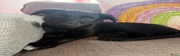Borador dogs for sale: Borador puppies for sale  - Advert 9