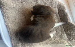 German Shorthaired Pointer dogs for sale: Beautiful KC reg German Shorthaired Pointer Pups - Image 13
