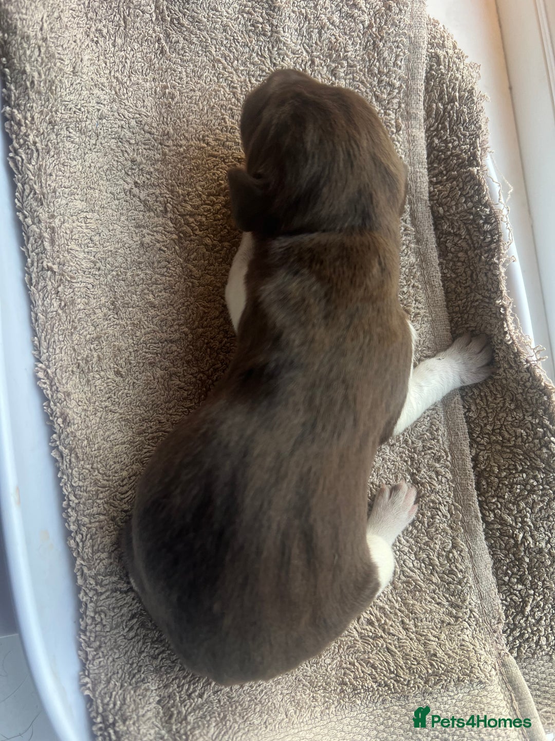 German Shorthaired Pointer dogs for sale: Beautiful KC reg German Shorthaired Pointer Pups - Image 13