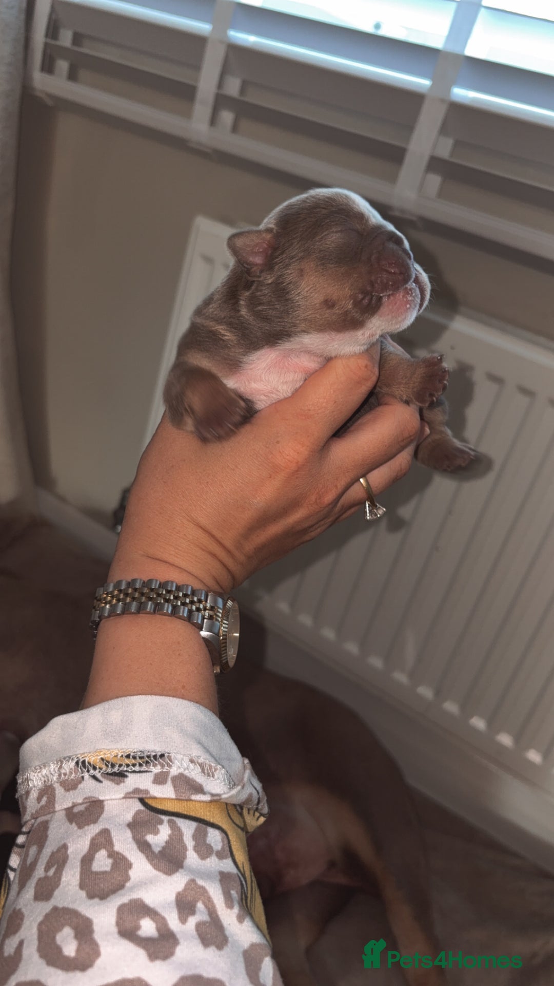 English Bulldog dogs for sale: BRITISH BULLDOG MALE/FEMALE - Image 1