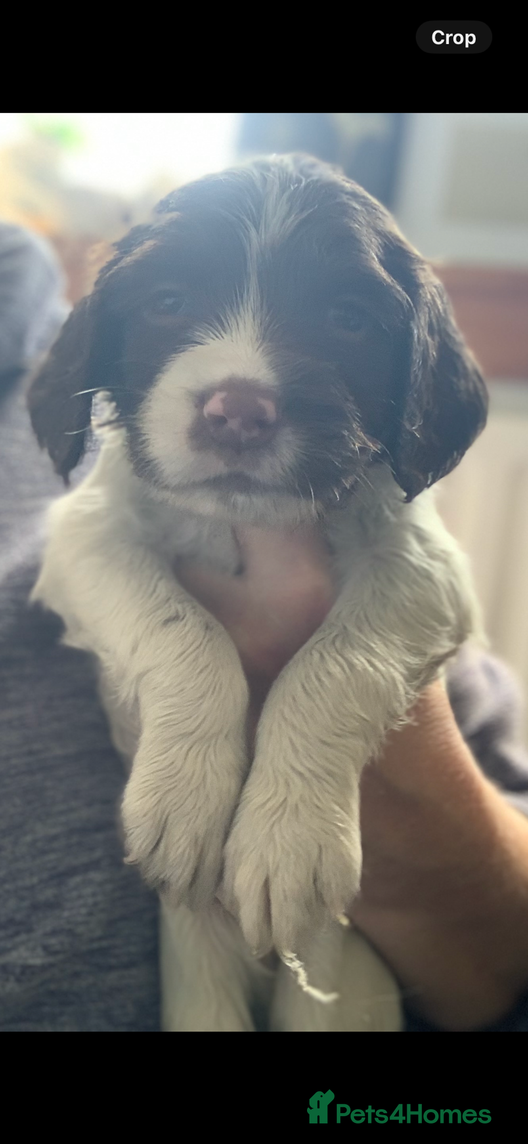 English Springer Spaniel dogs for sale: Beautiful  - Image 12