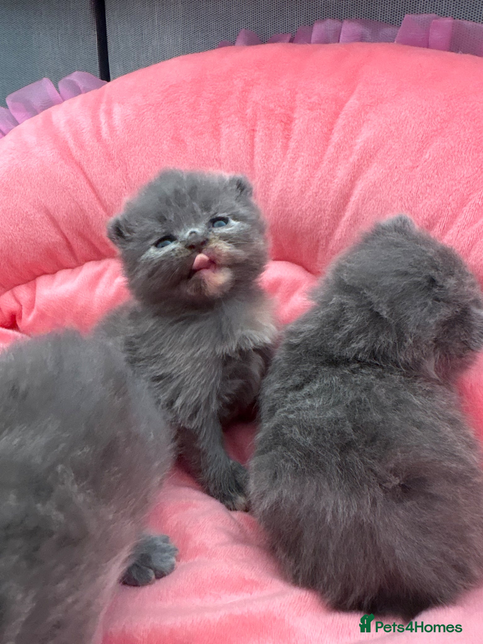 British Shorthair cats 🐻Beautiful Scottish fold/bsh little bears 🐻  - Advert 15