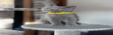 British Shorthair 2