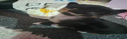 Mixed Breed cats for sale: Kittens for sale  - Advert 1