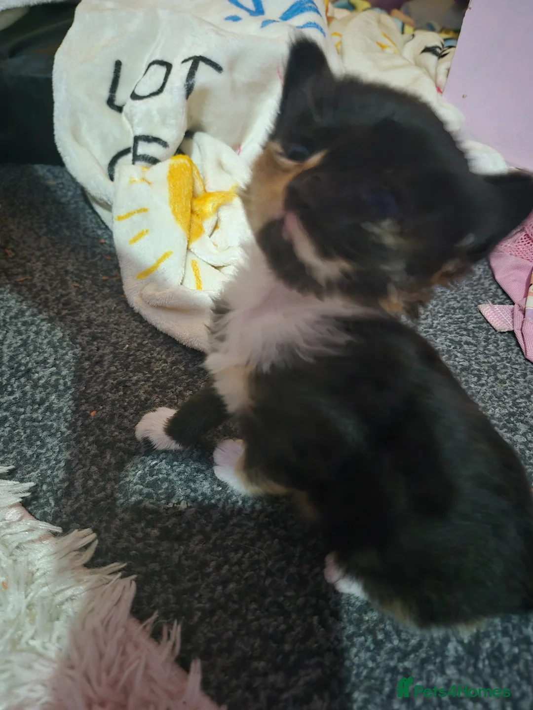 Mixed Breed cats for sale: Kittens for sale  - Advert 1