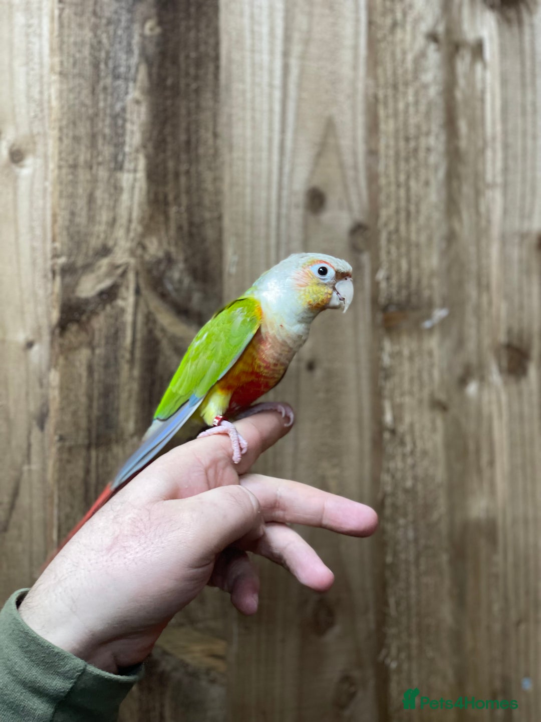 Conures birds for sale: Baby Pineapple conure  - Advert 4