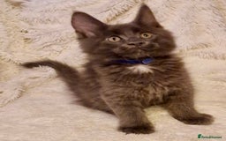 Maine Coon cats for sale: 🌟Ready to leave 4 XL Maine Coons active available - Image 6