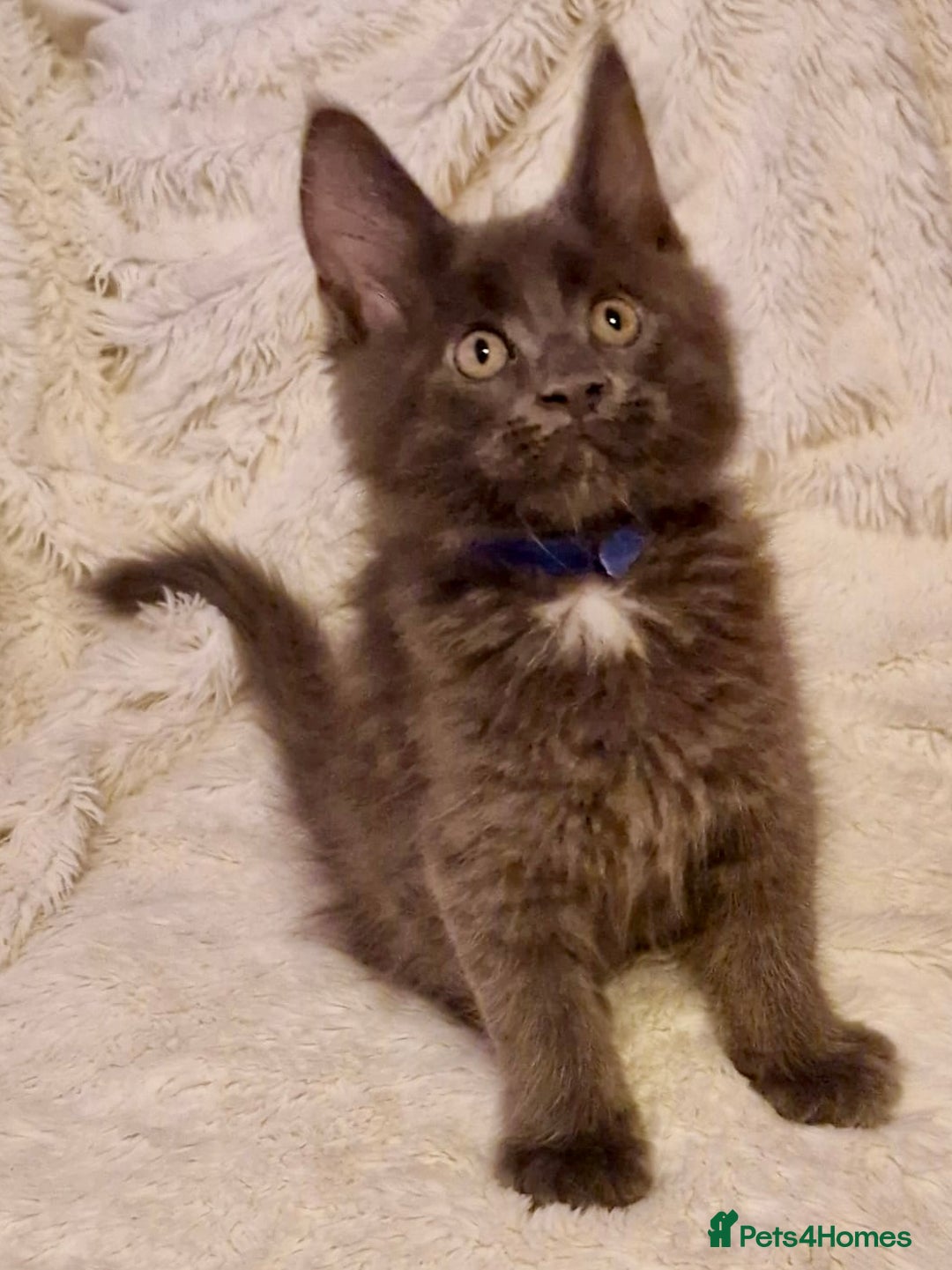 Maine Coon cats for sale: 🌟Ready to leave 4 XL Maine Coons active available - Image 6