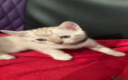 Bengal cats for sale: Adorable snow Bengals. - Image 1