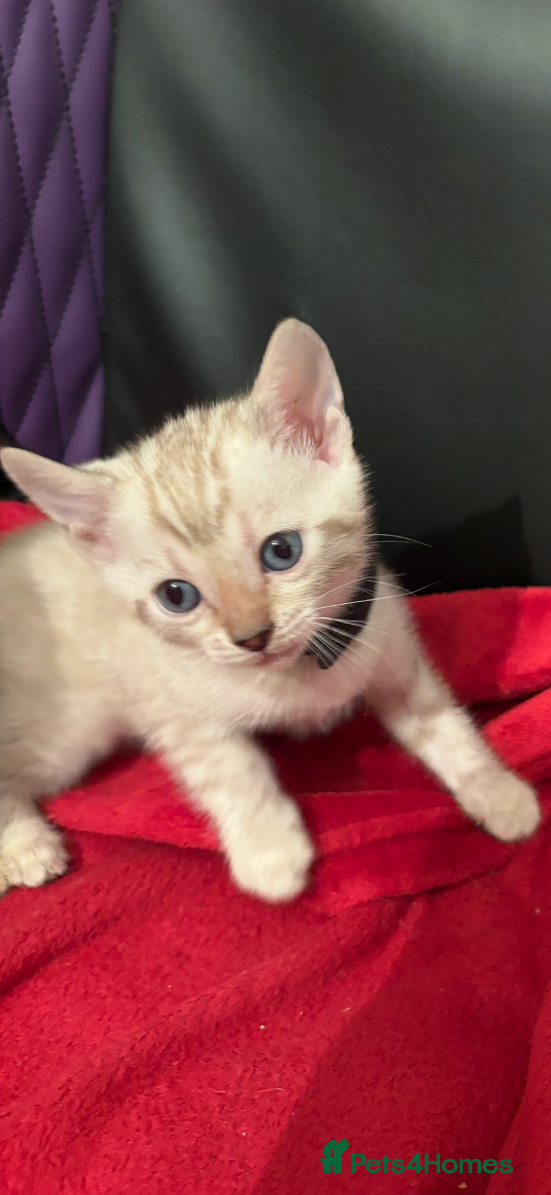 Bengal cats for sale: Adorable snow Bengals. - Image 1
